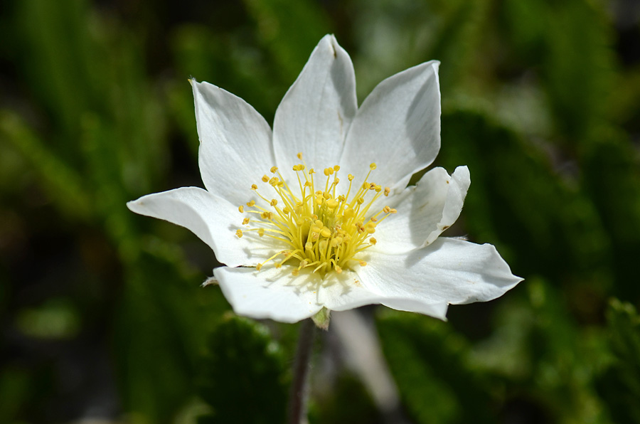 Dryas octopetala